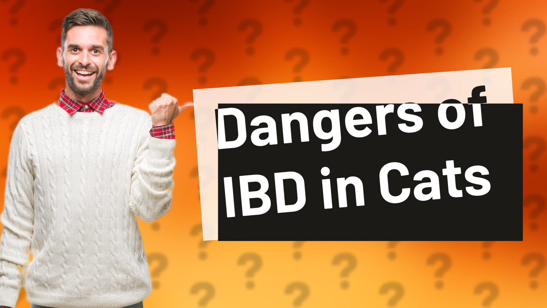 Dangers of IBD in Cats