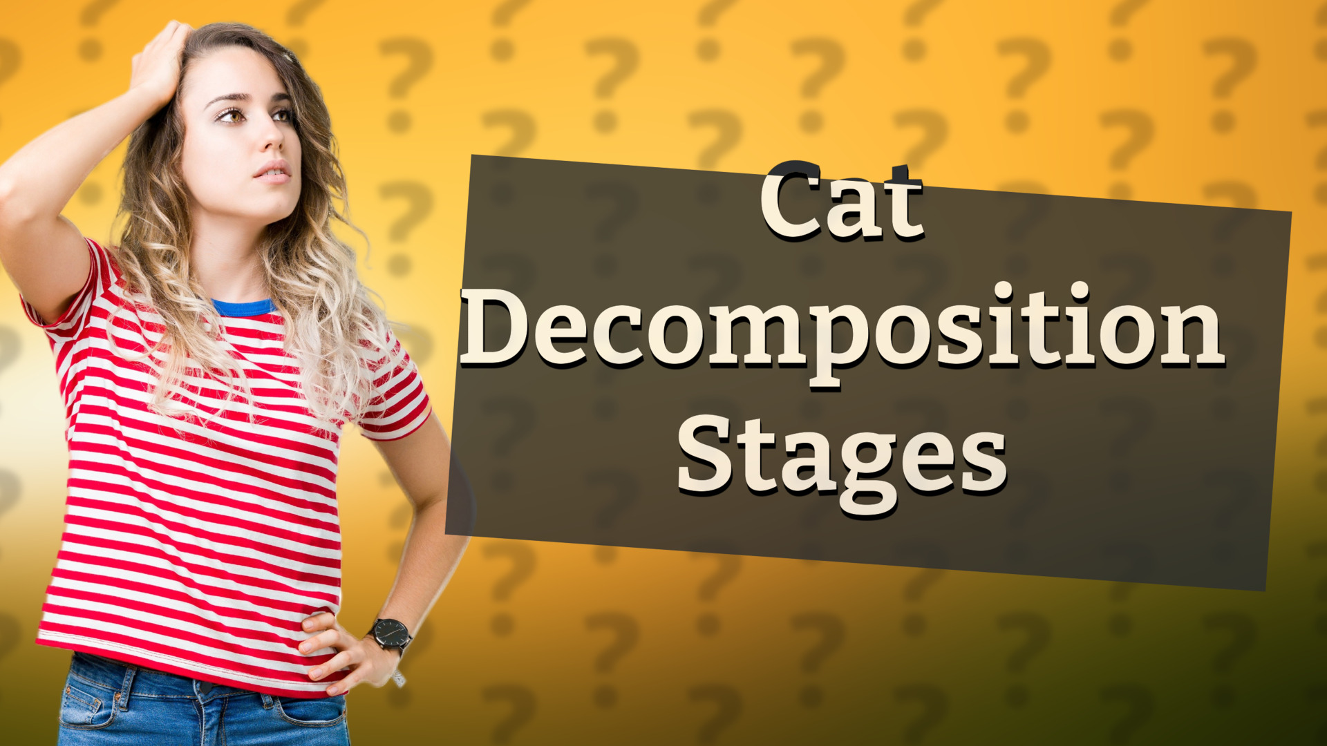 Cat Decomposition Stages