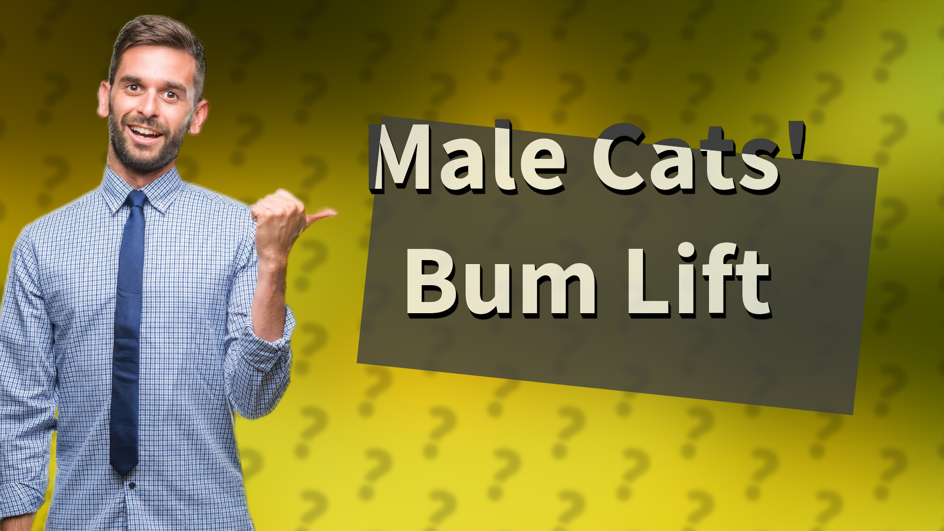 Male Cats' Bum Lift