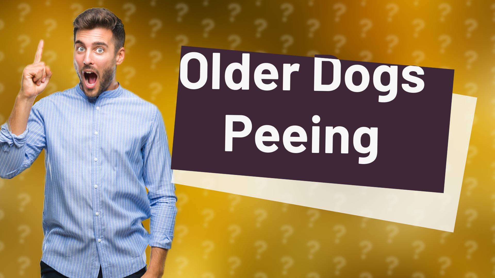 Older Dogs Peeing