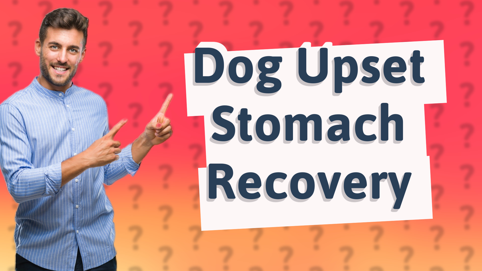 Dog Upset Stomach Recovery