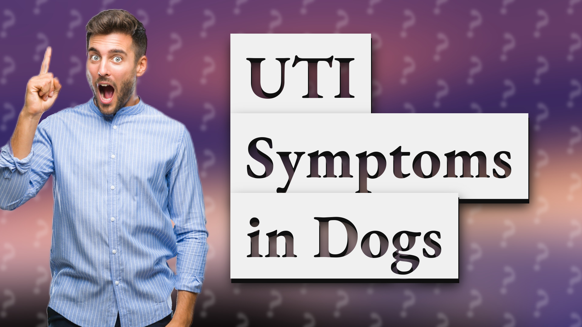 UTI Symptoms in Dogs