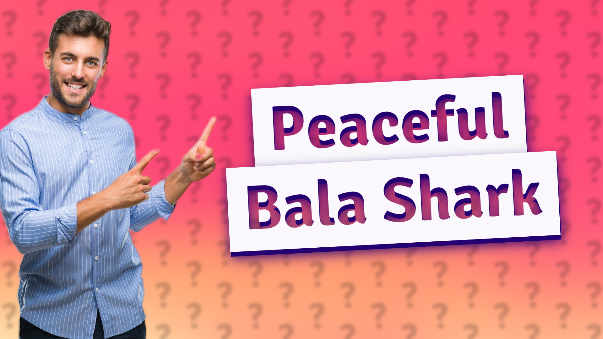 Peaceful Bala Shark