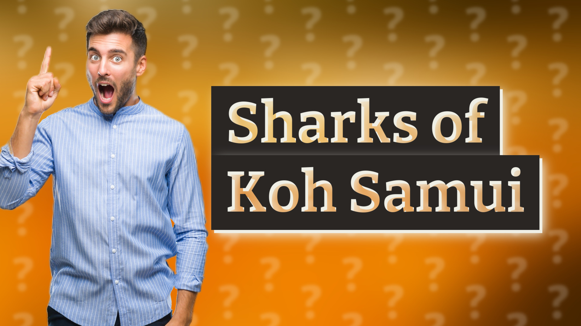 Sharks of Koh Samui