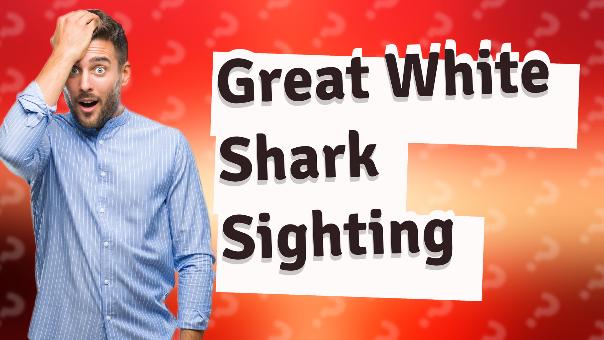 Great White Shark Sighting