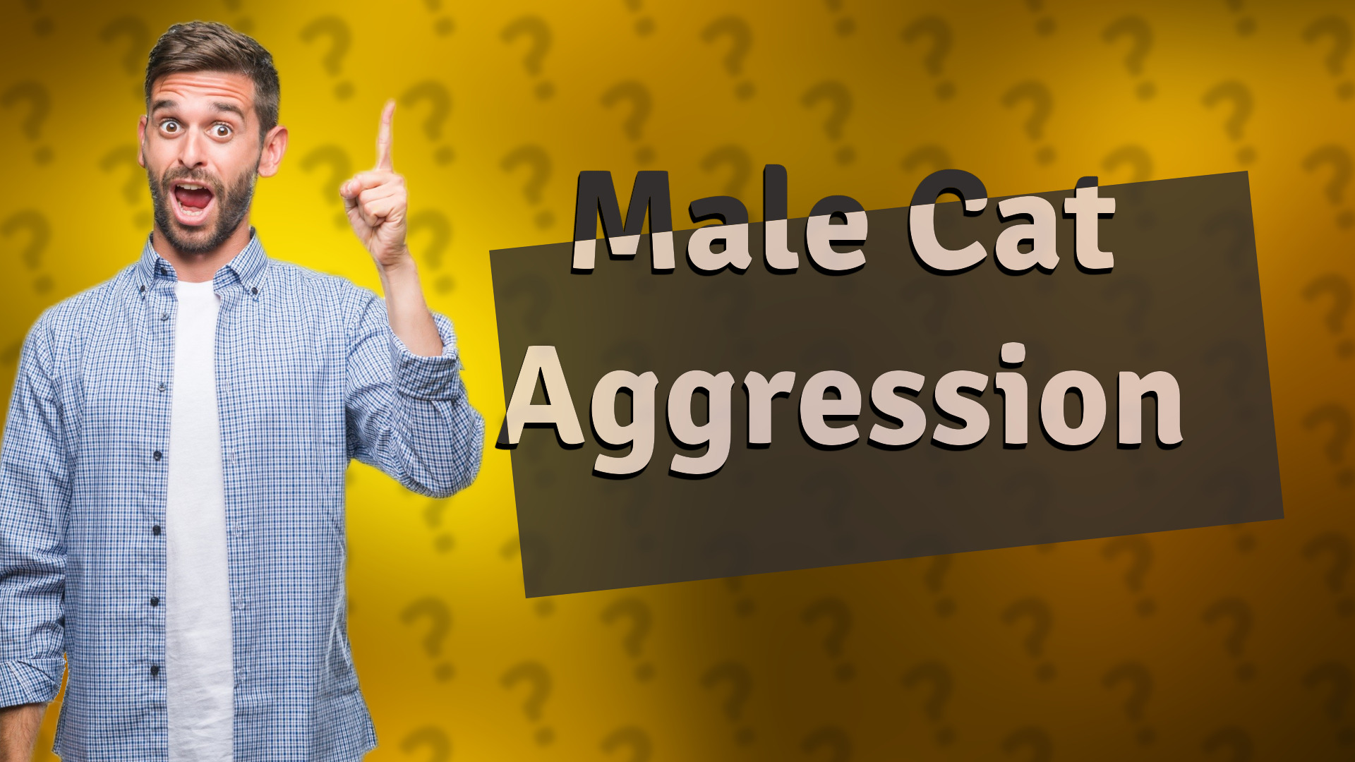 Male Cat Aggression