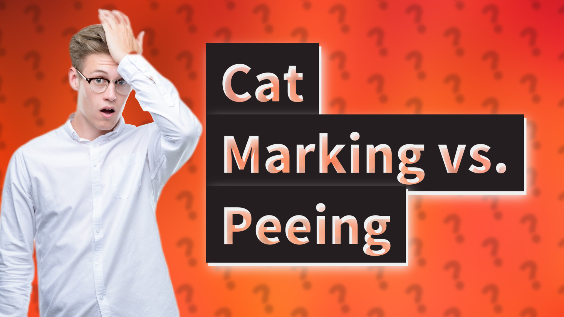 Cat Marking vs. Peeing