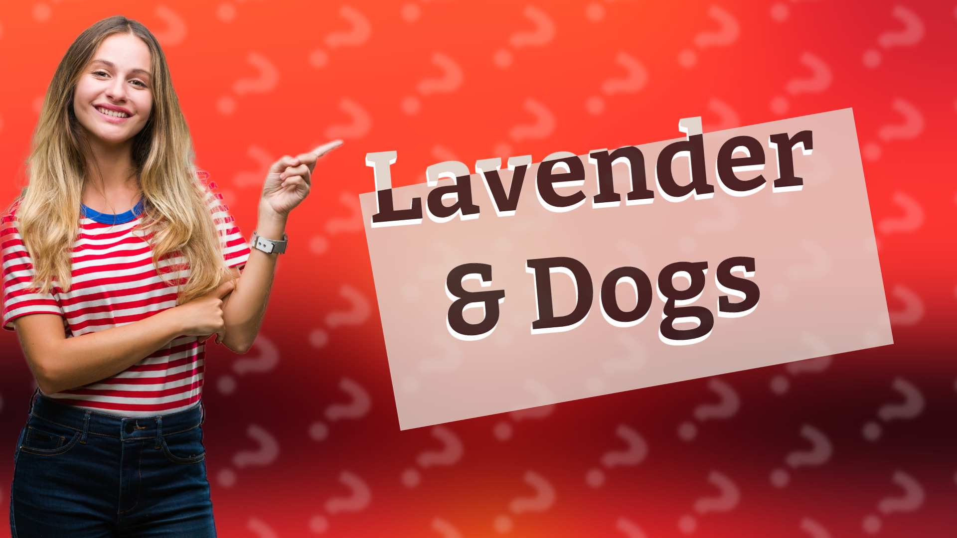 Lavender & Dogs