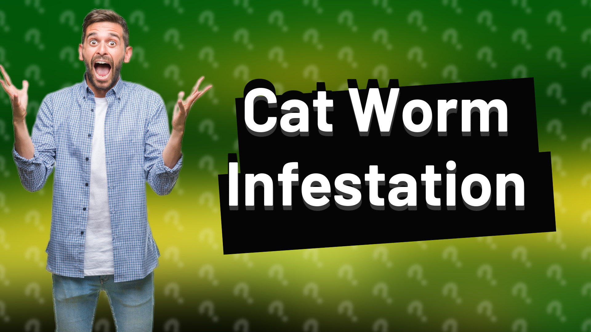 Cat Worm Infestation