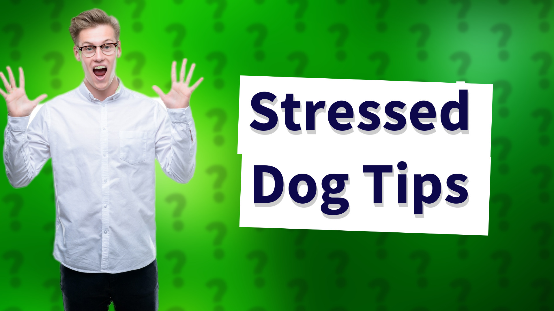 Stressed Dog Tips