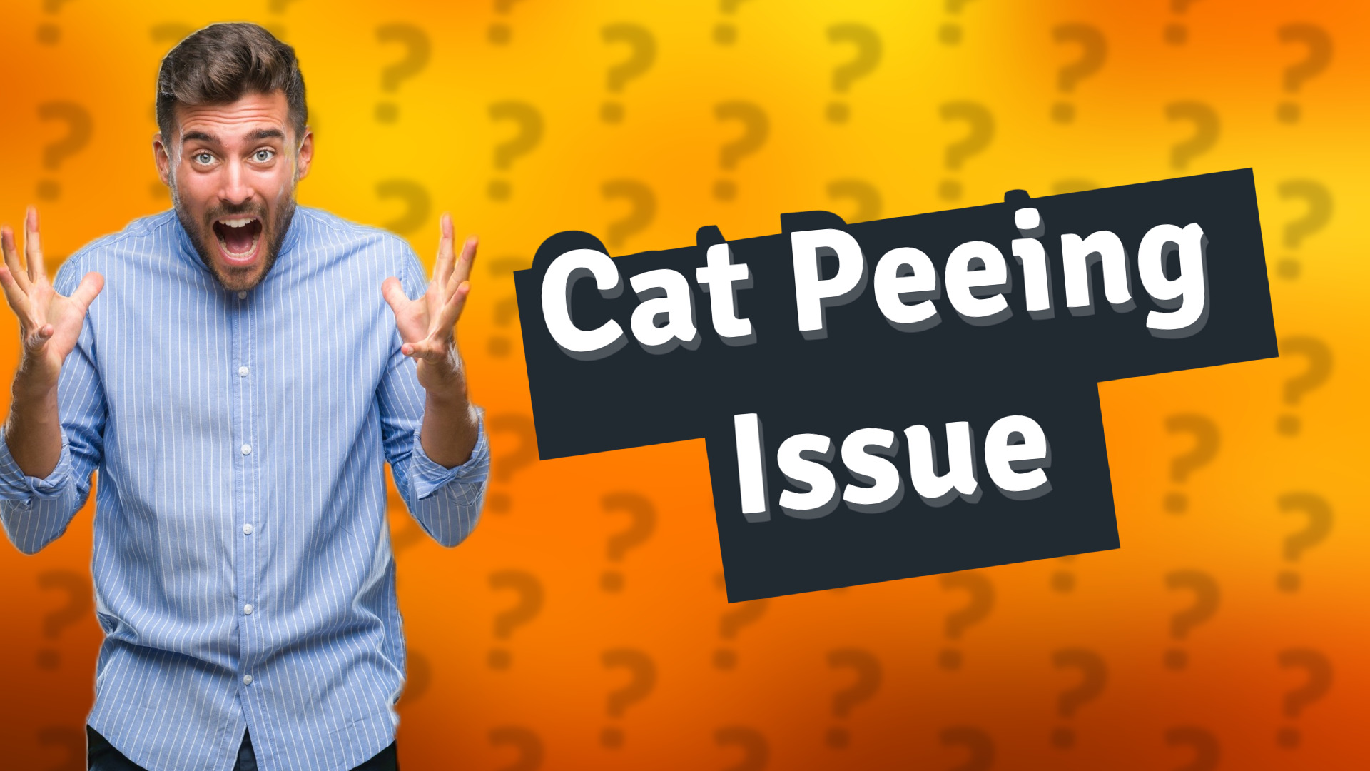 Cat Peeing Issue