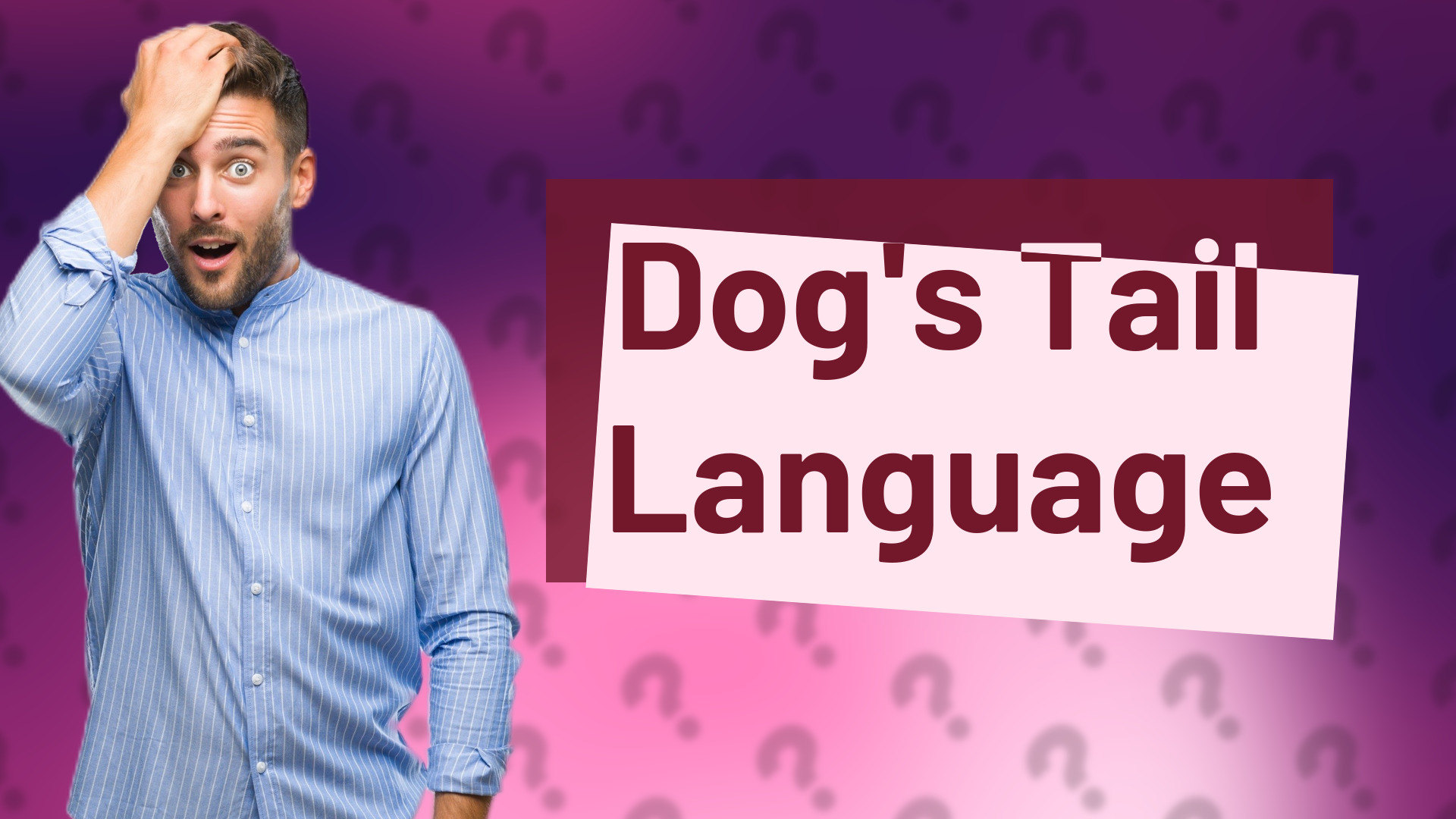 Dog's Tail Language