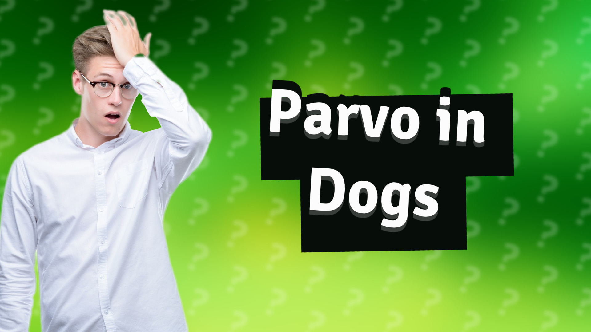 Parvo in Dogs