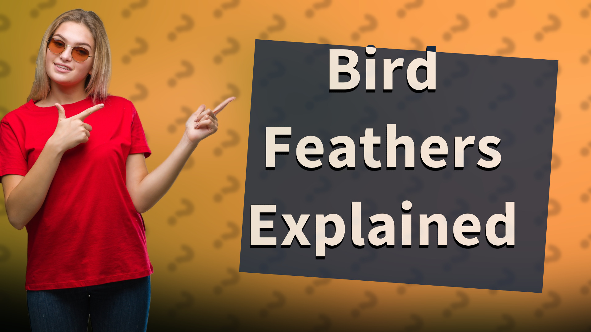 Bird Feathers Explained