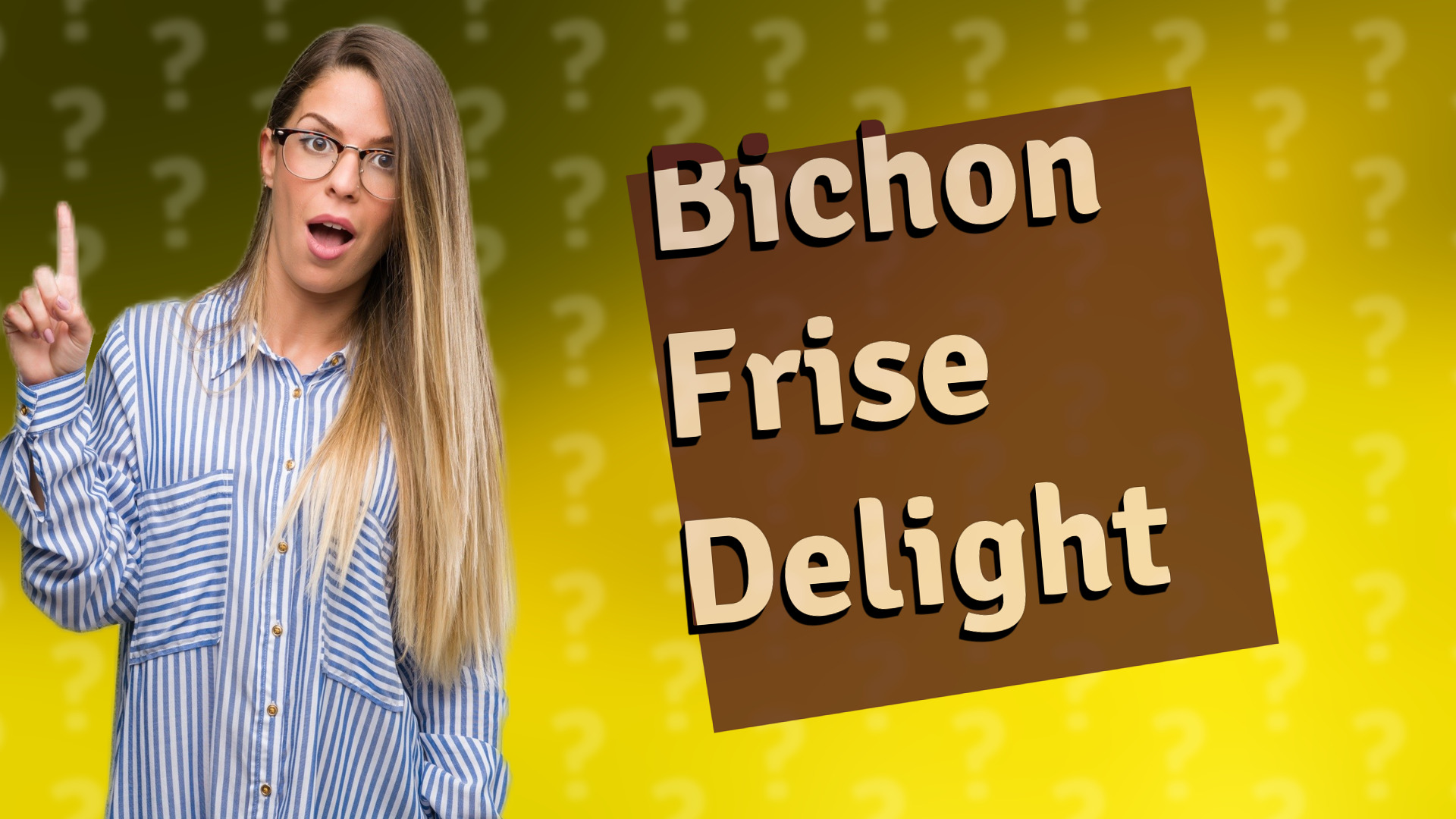 Bichon Frise Delight