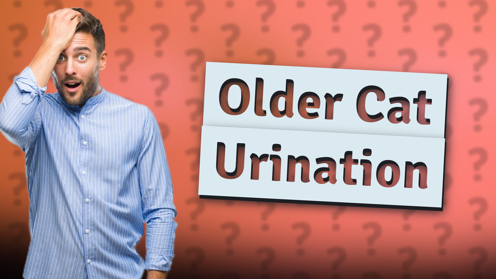 Older Cat Urination