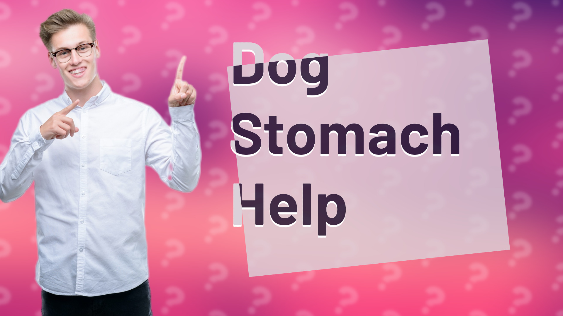 Dog Stomach Help