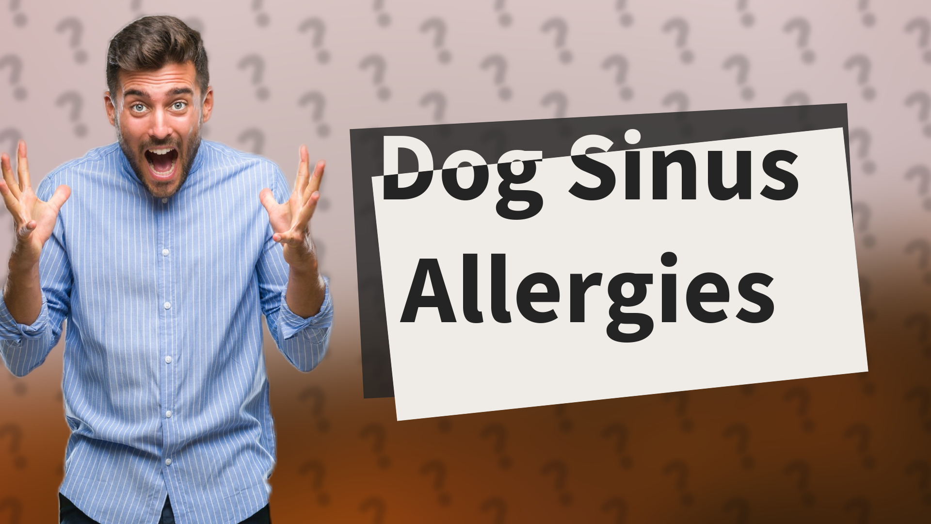 Dog Sinus Allergies