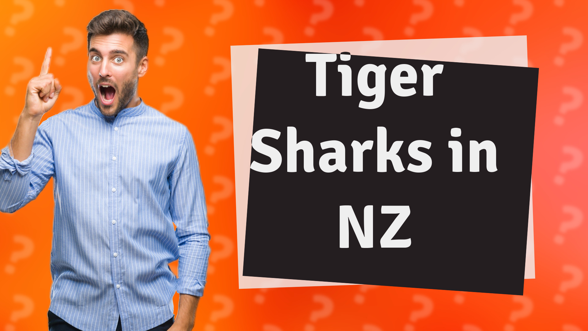 Tiger Sharks in NZ