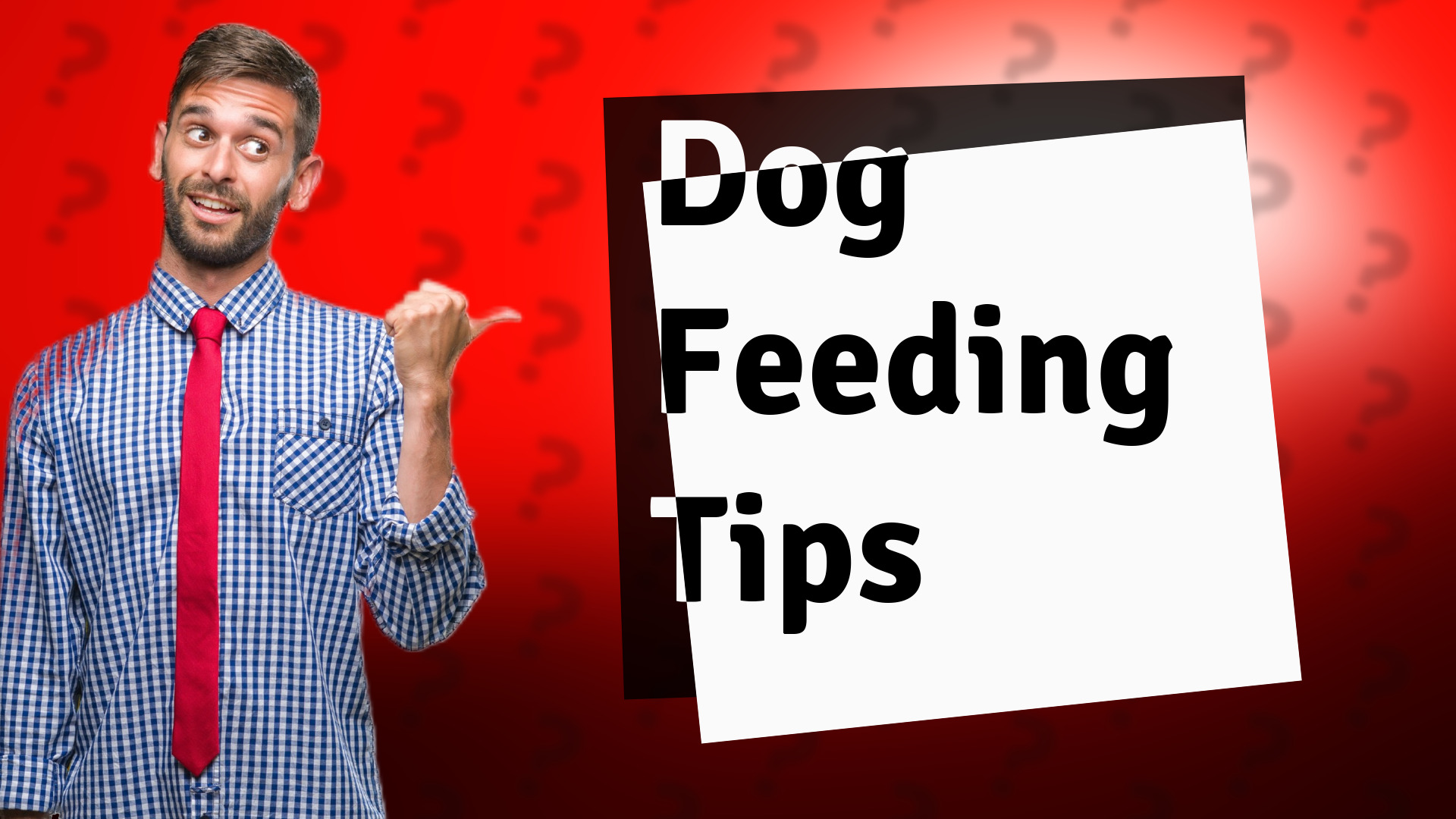 Dog Feeding Tips