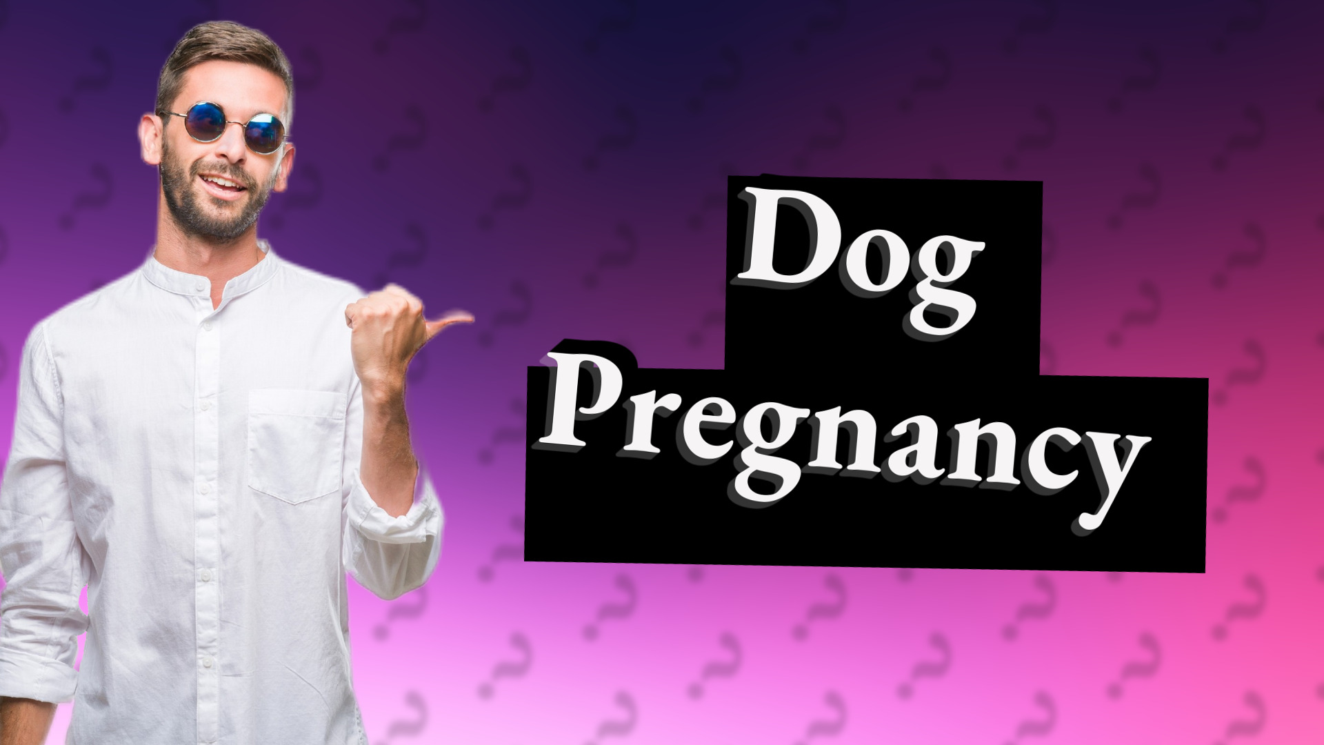 Dog Pregnancy