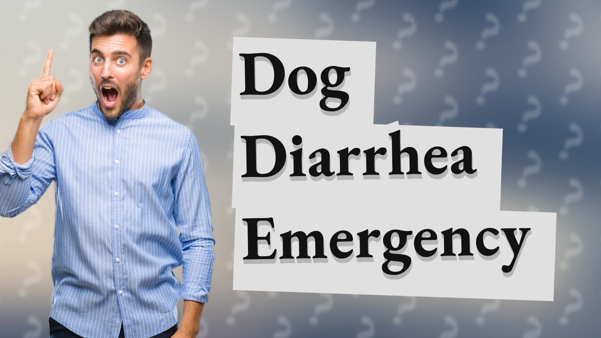 Dog Diarrhea Emergency