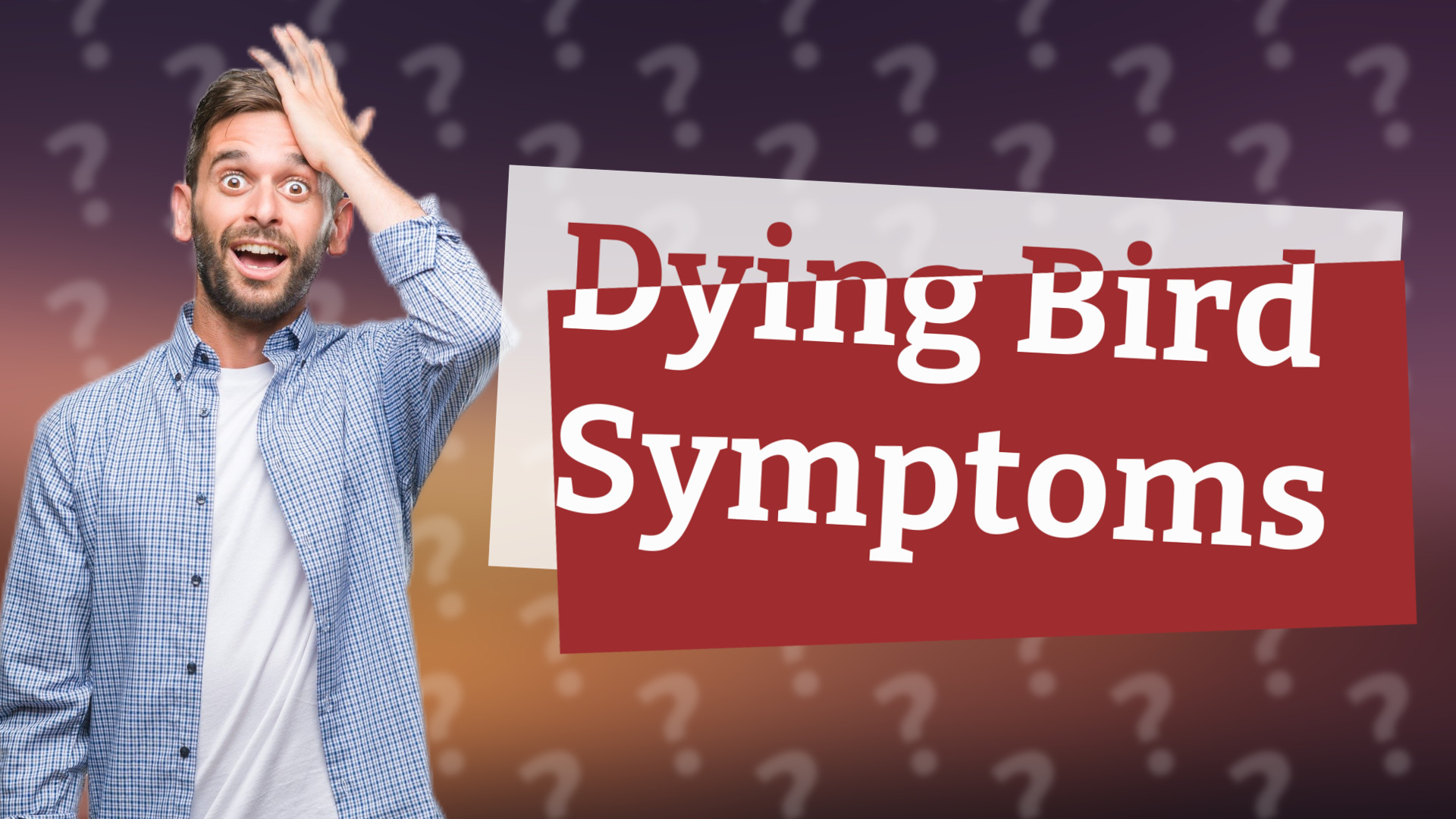 Dying Bird Symptoms