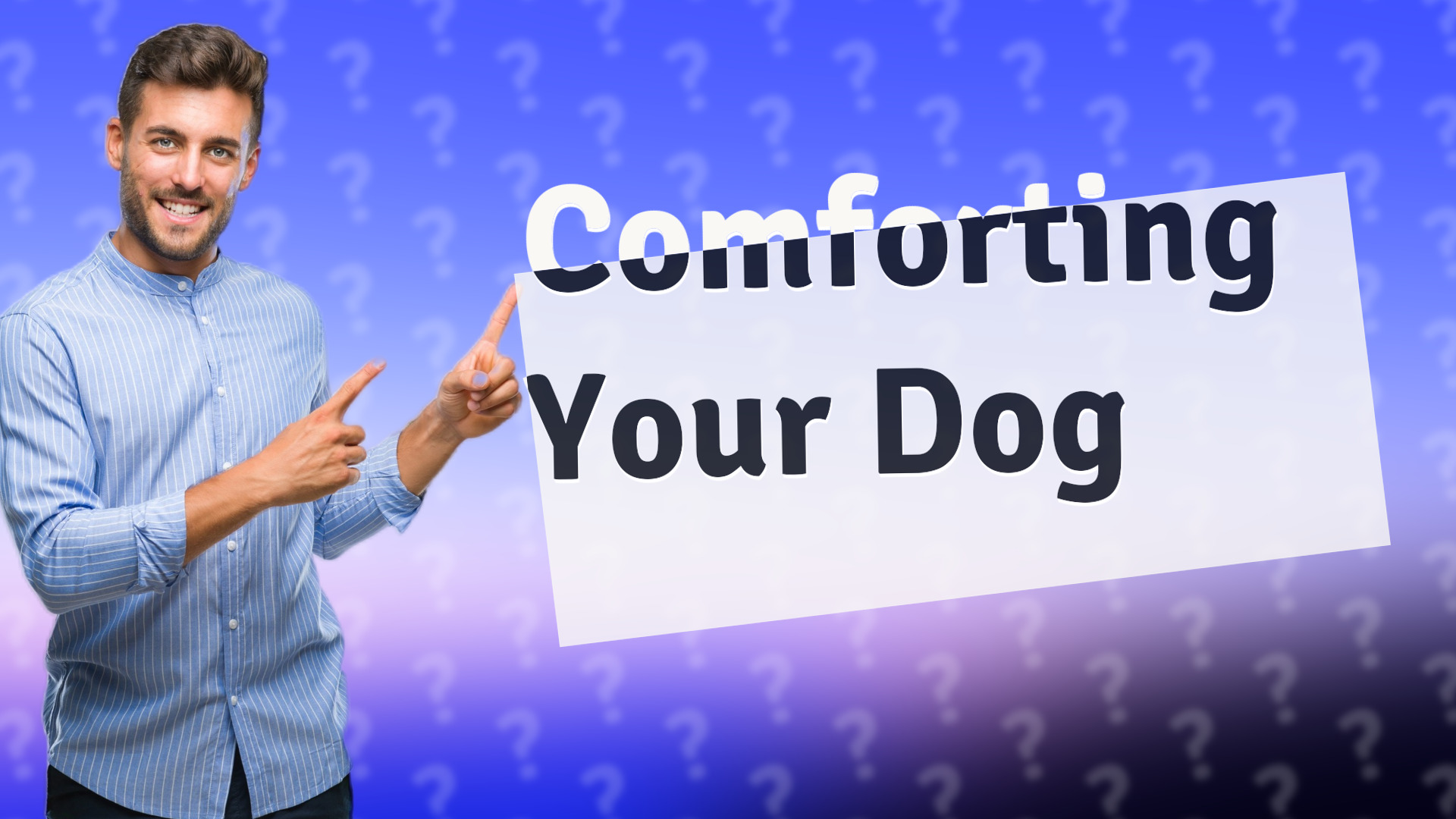 Comforting Your Dog