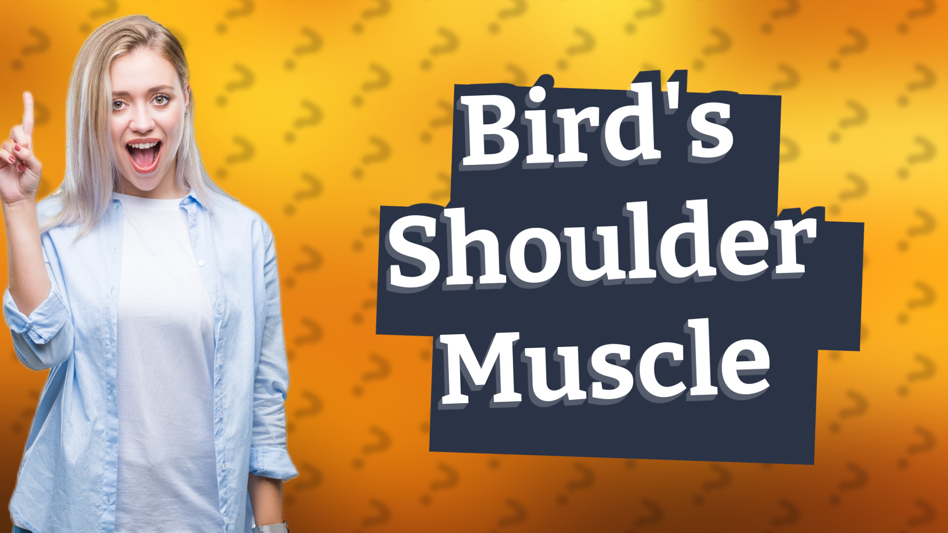 Bird's Shoulder Muscle