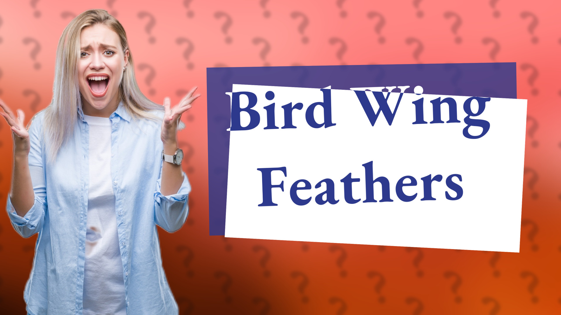 Bird Wing Feathers