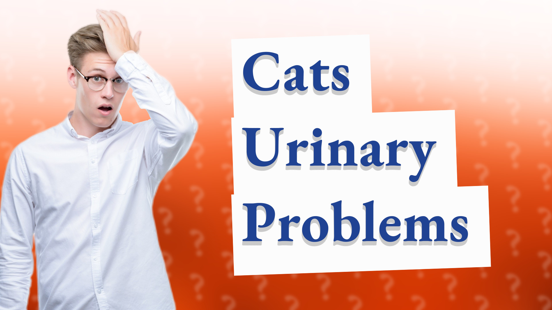 Cats Urinary Problems