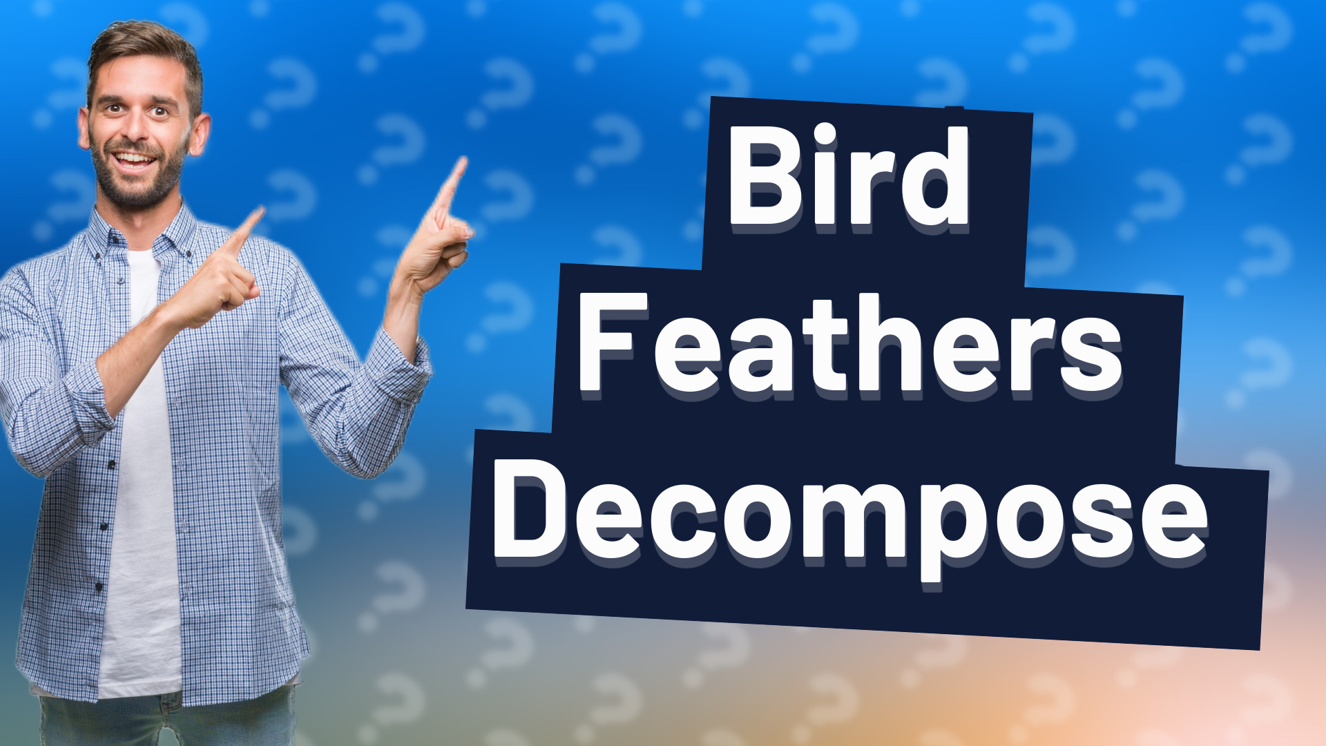 Bird Feathers Decompose