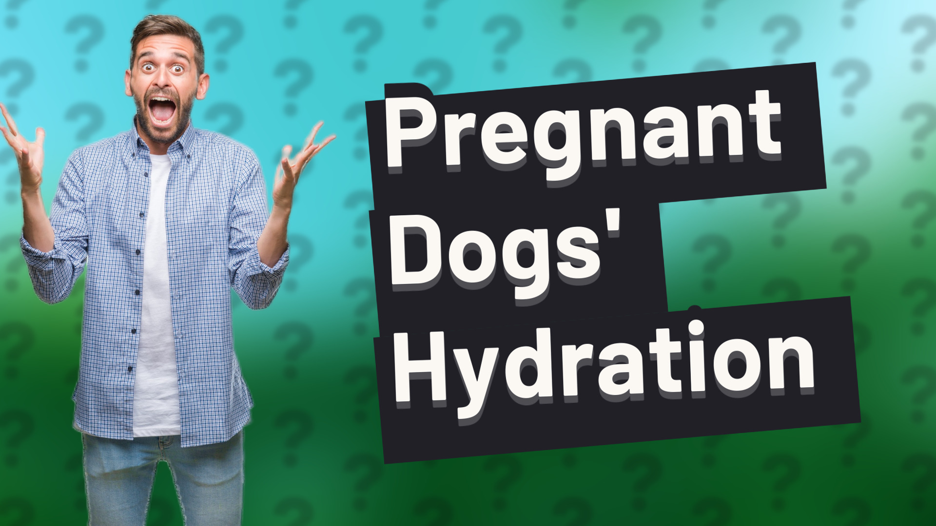 Pregnant Dogs' Hydration