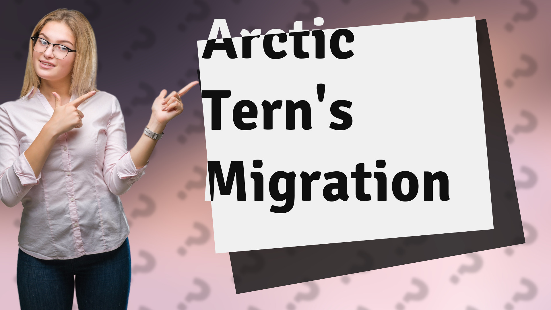 Arctic Tern's Migration
