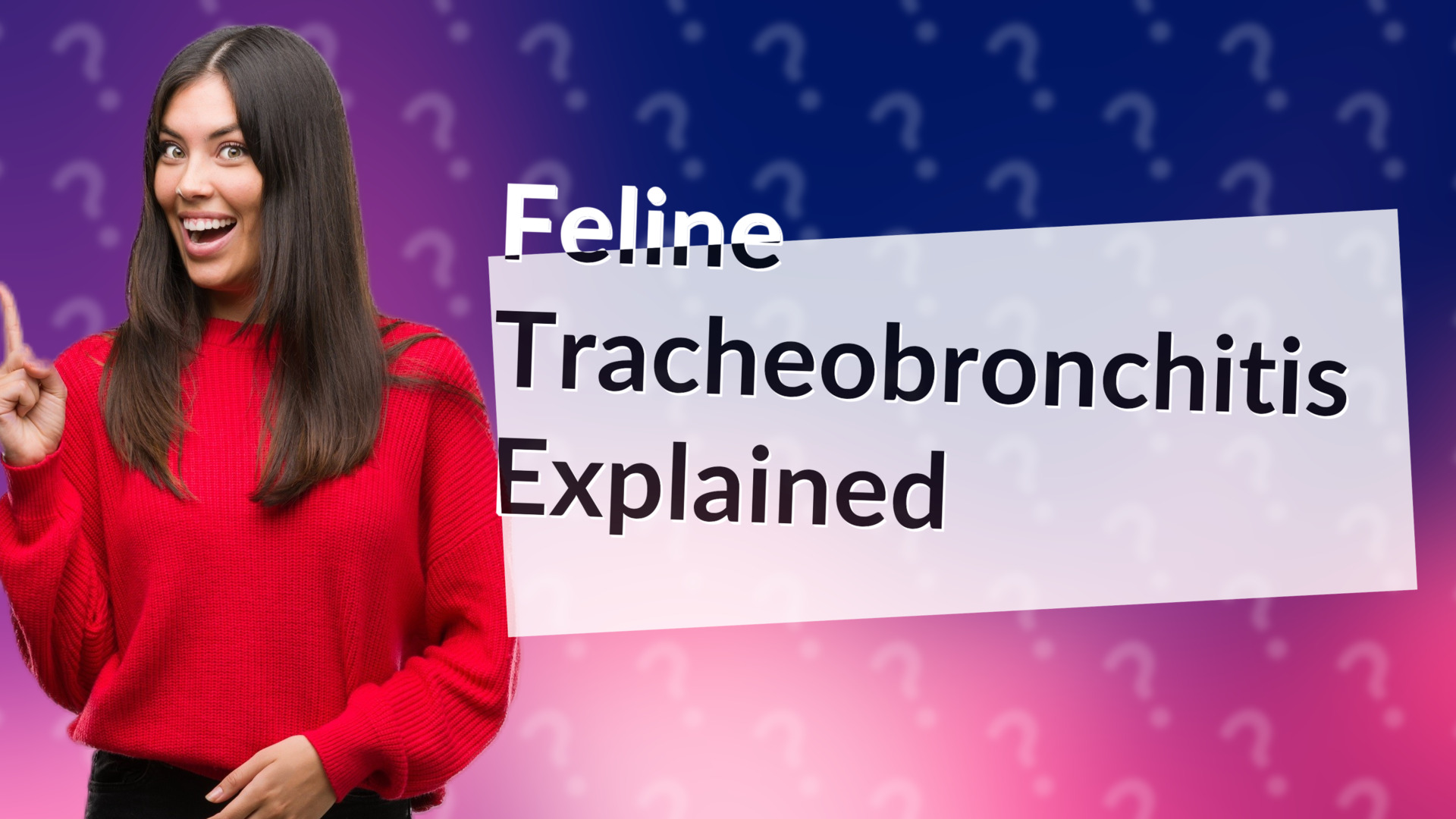 Feline Tracheobronchitis Explained