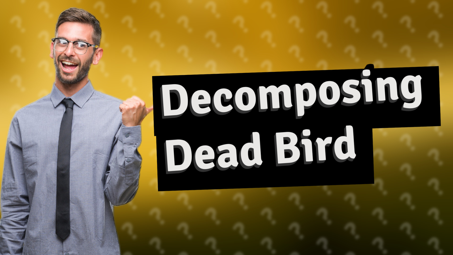Decomposing Dead Bird