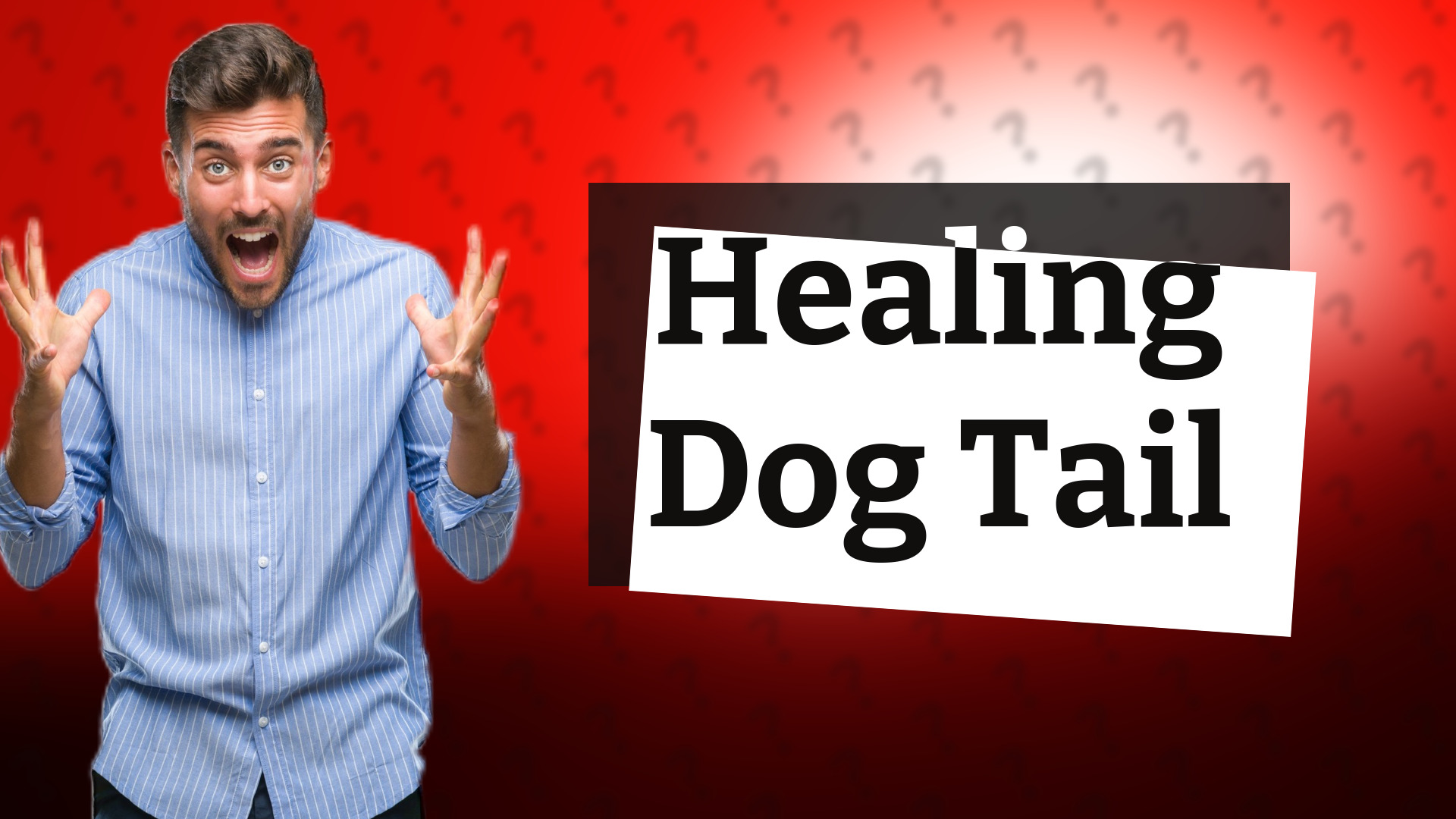 Healing Dog Tail
