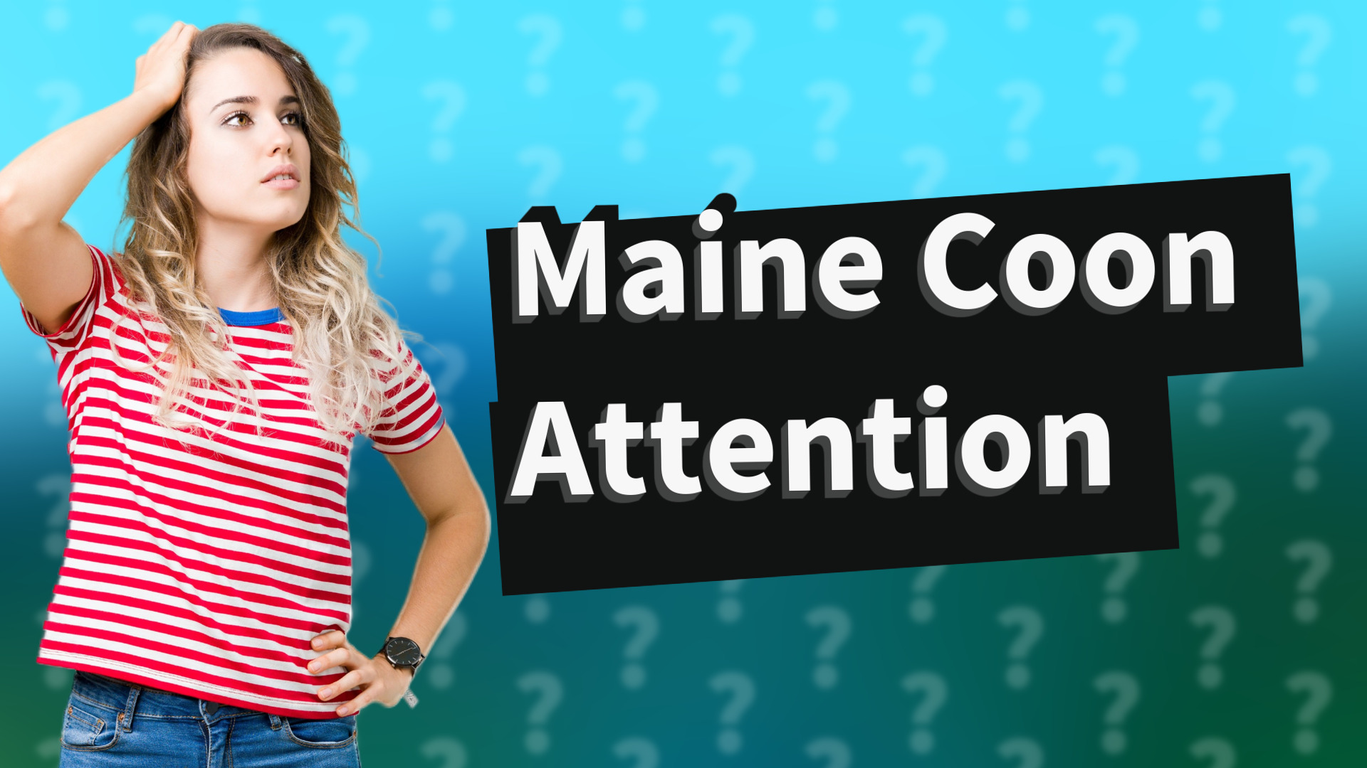 Maine Coon Attention