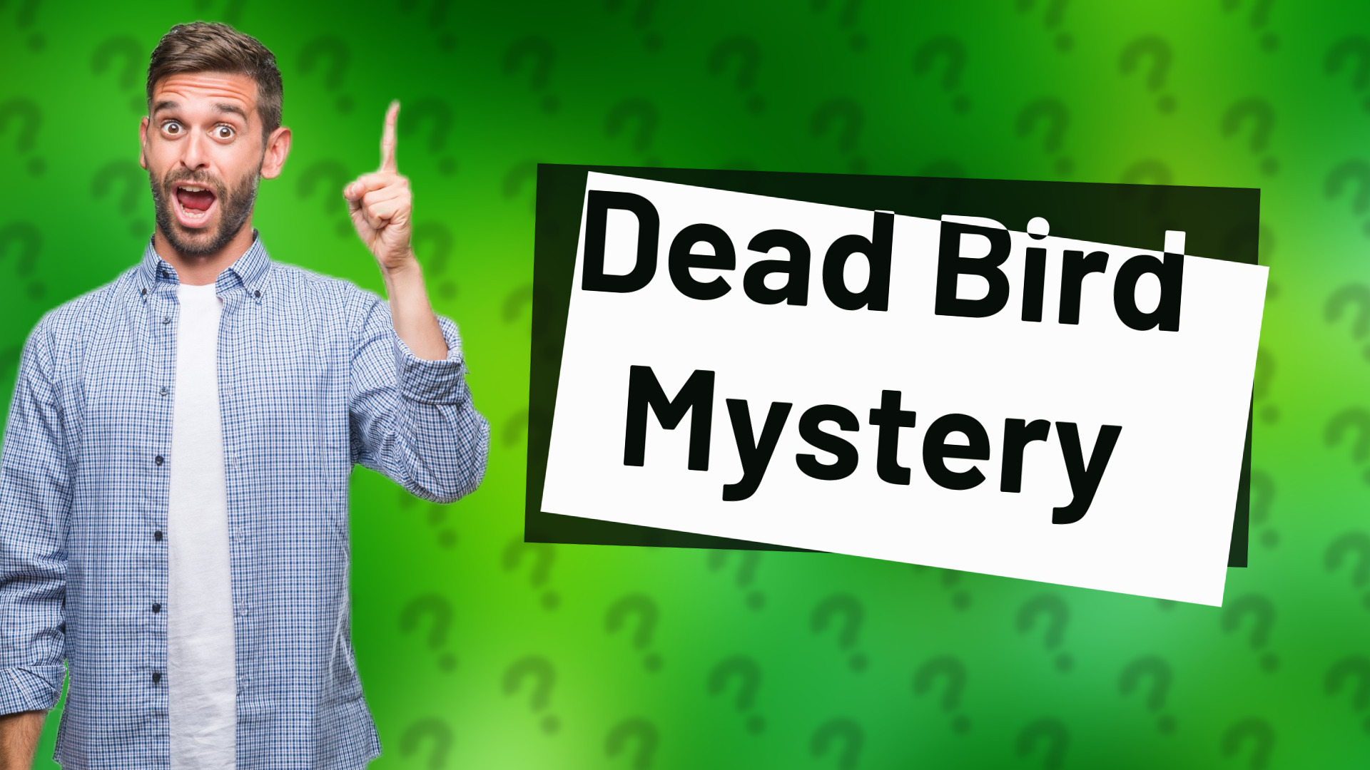 Dead Bird Mystery