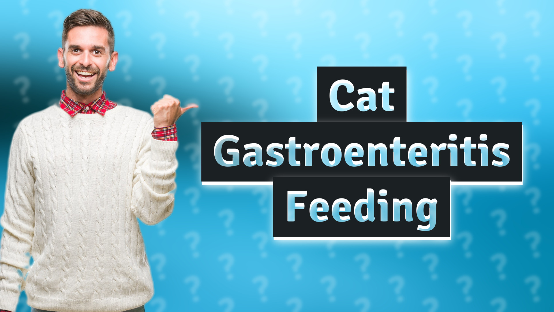 Cat Gastroenteritis Feeding