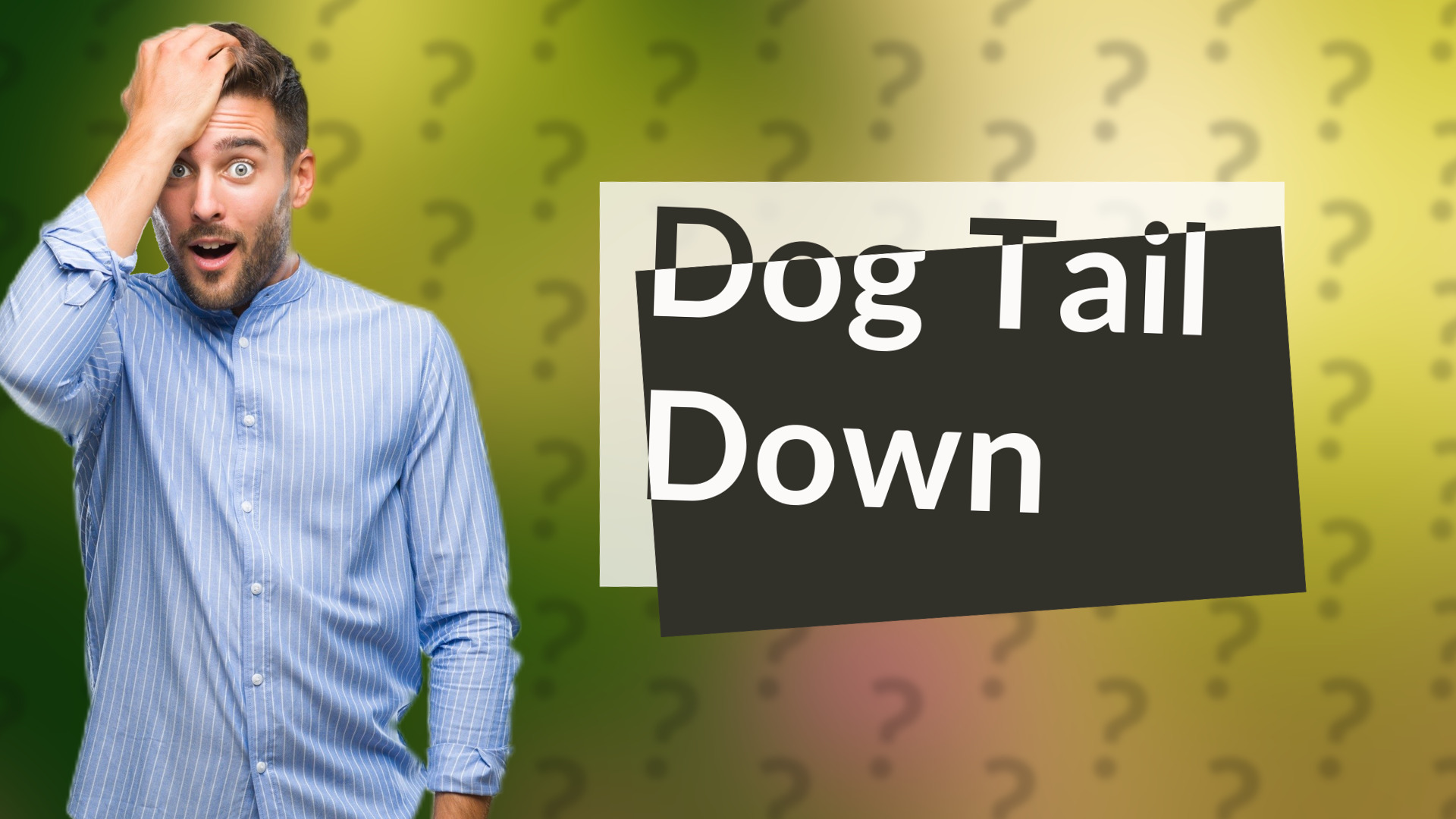 Dog Tail Down