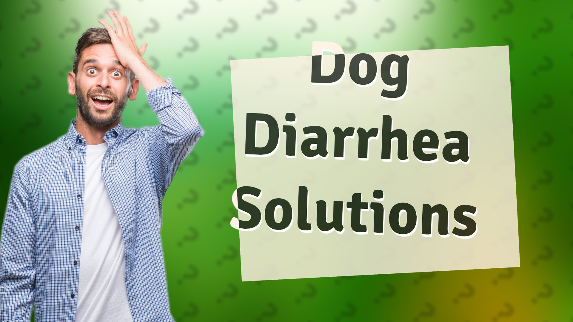 Dog Diarrhea Solutions