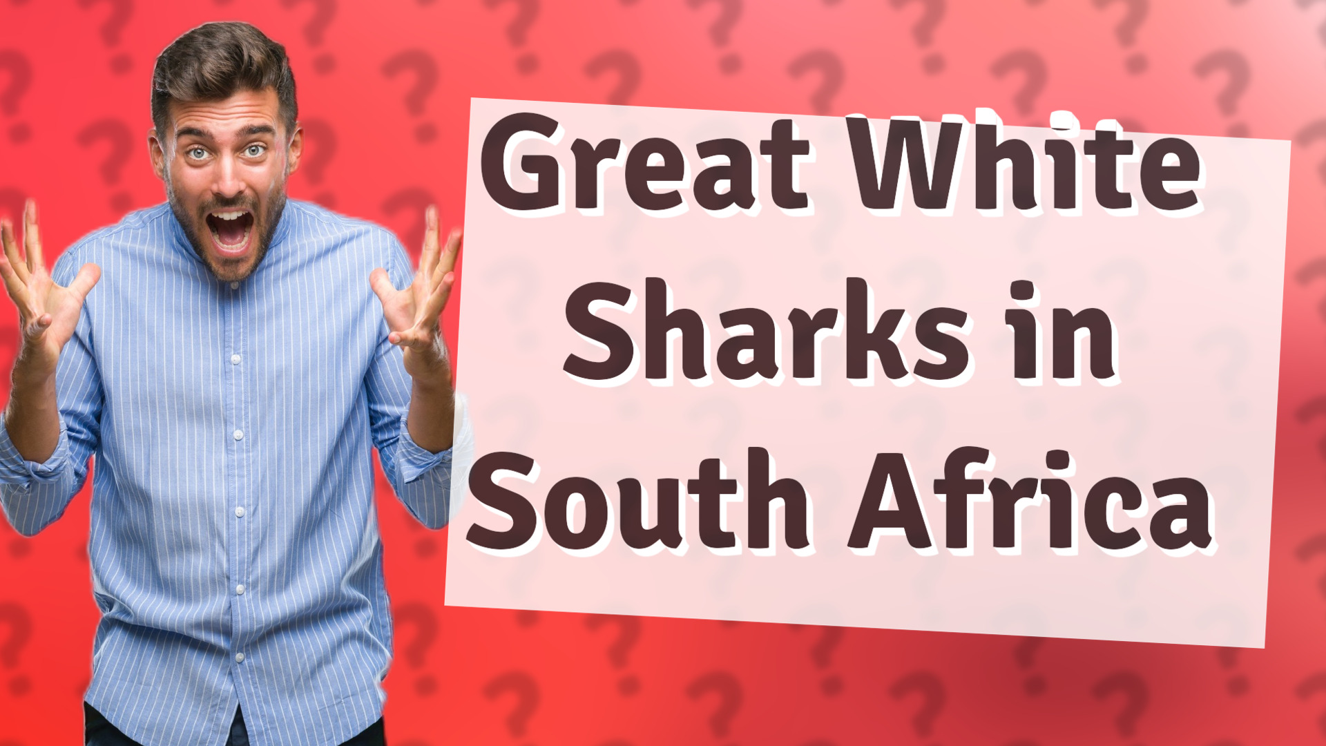 Great White Sharks in South Africa