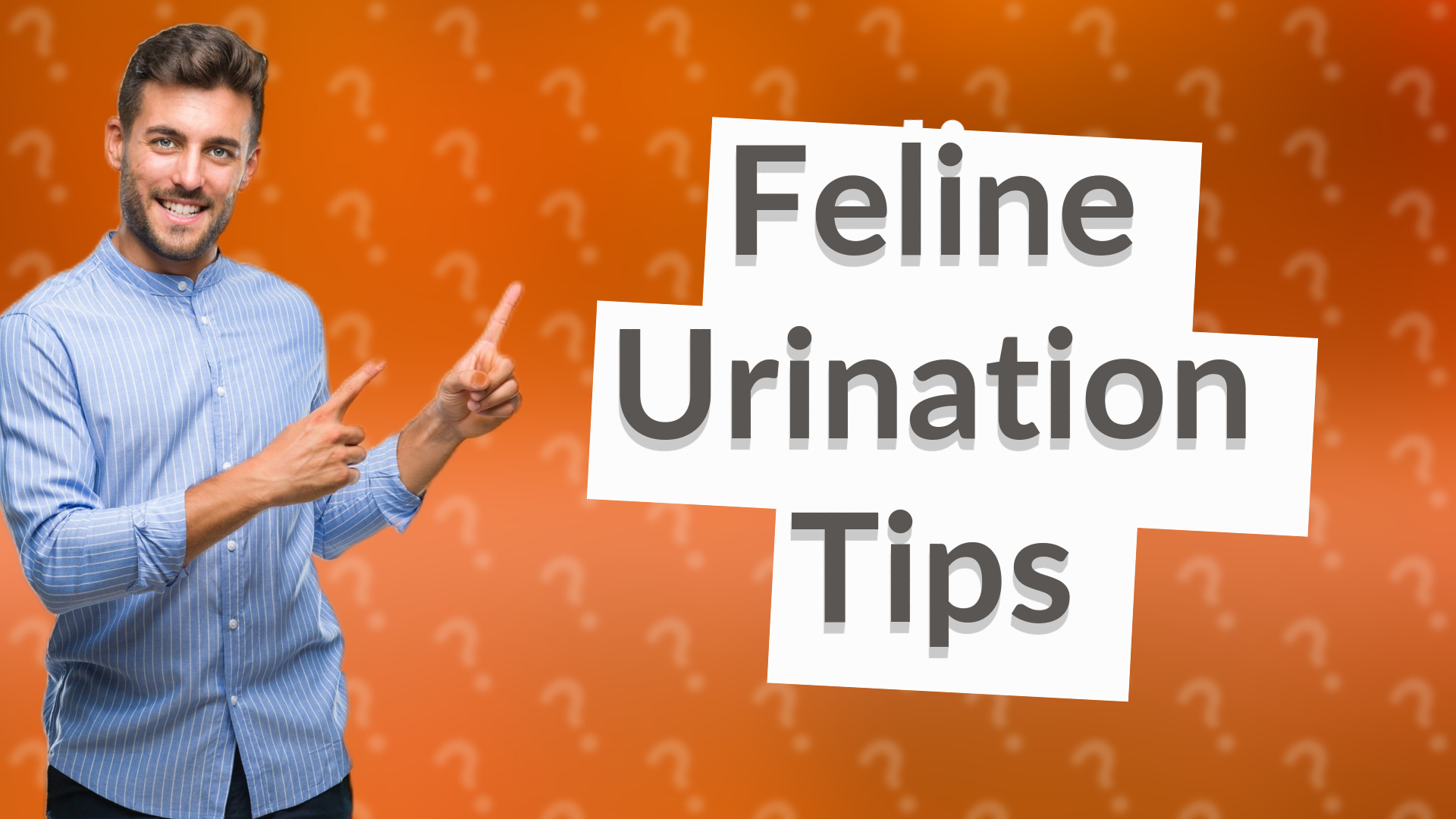 Feline Urination Tips