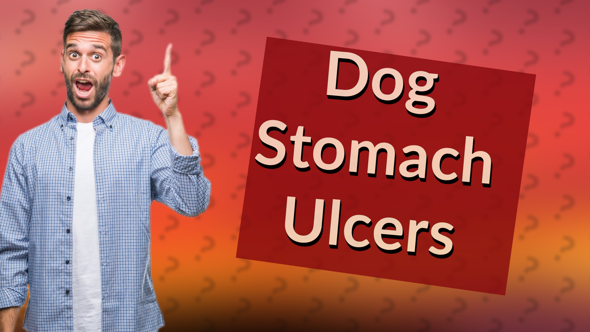 Dog Stomach Ulcers