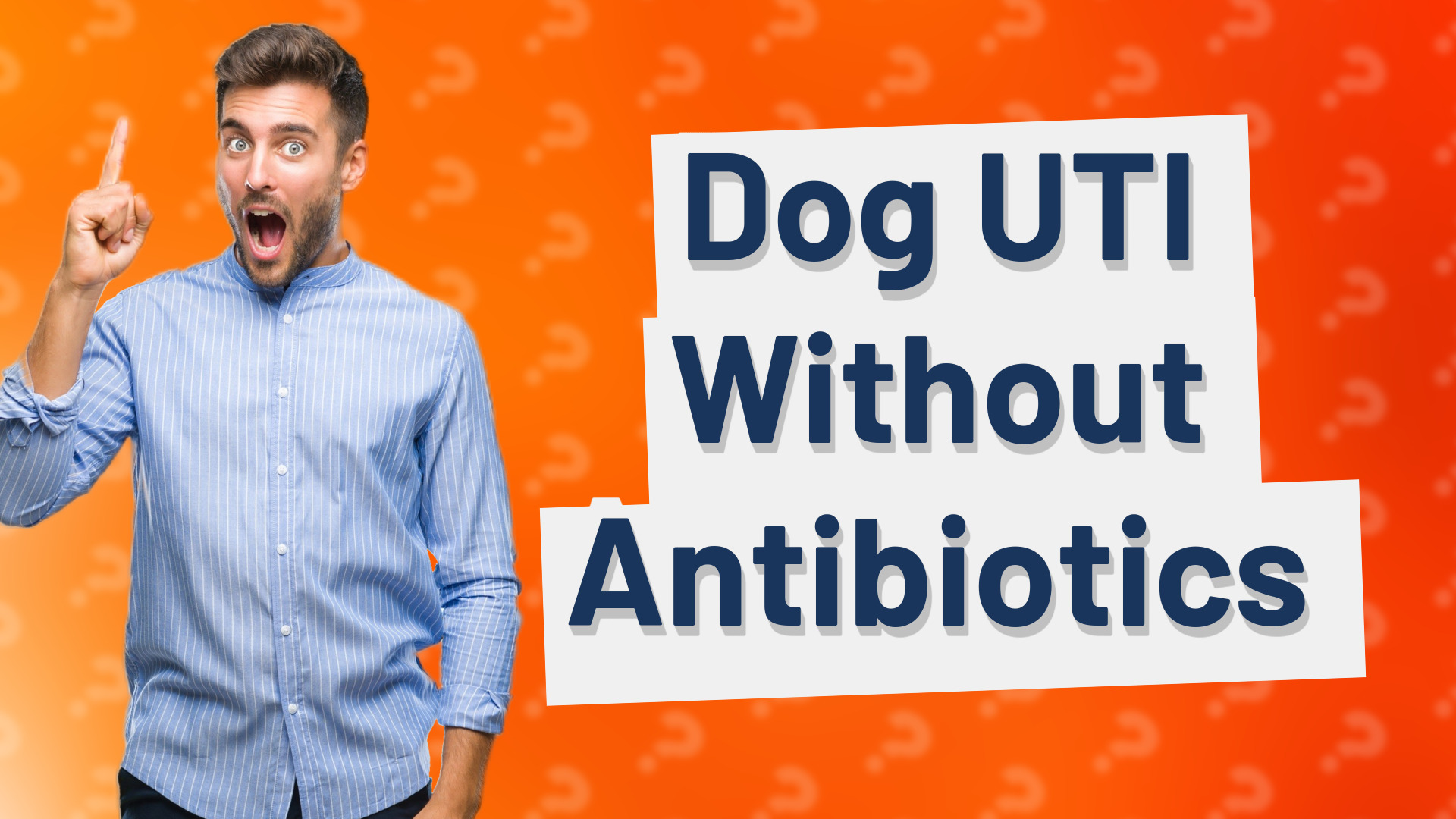 Dog UTI Without Antibiotics