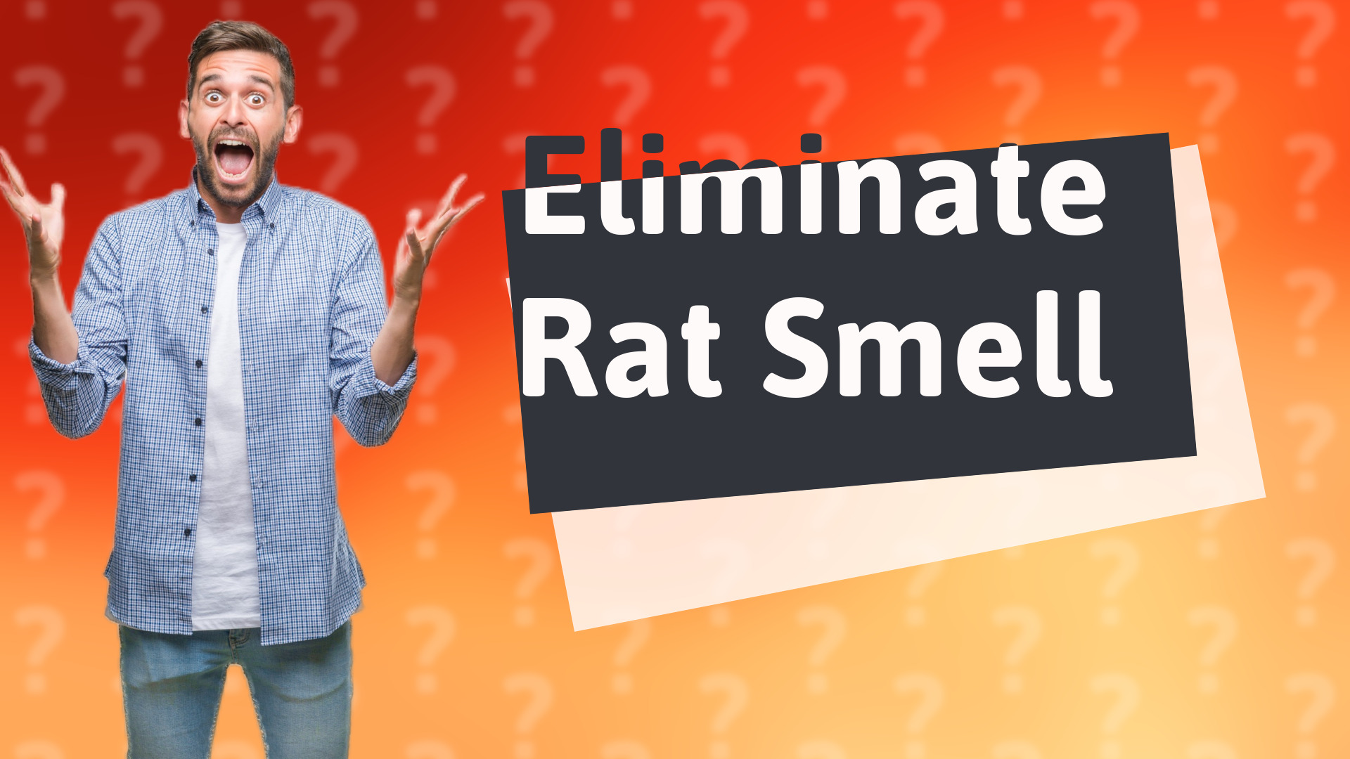 Eliminate Rat Smell