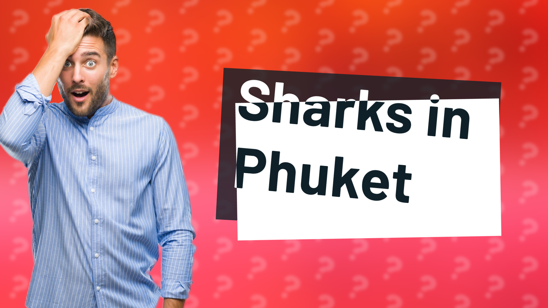 Sharks in Phuket