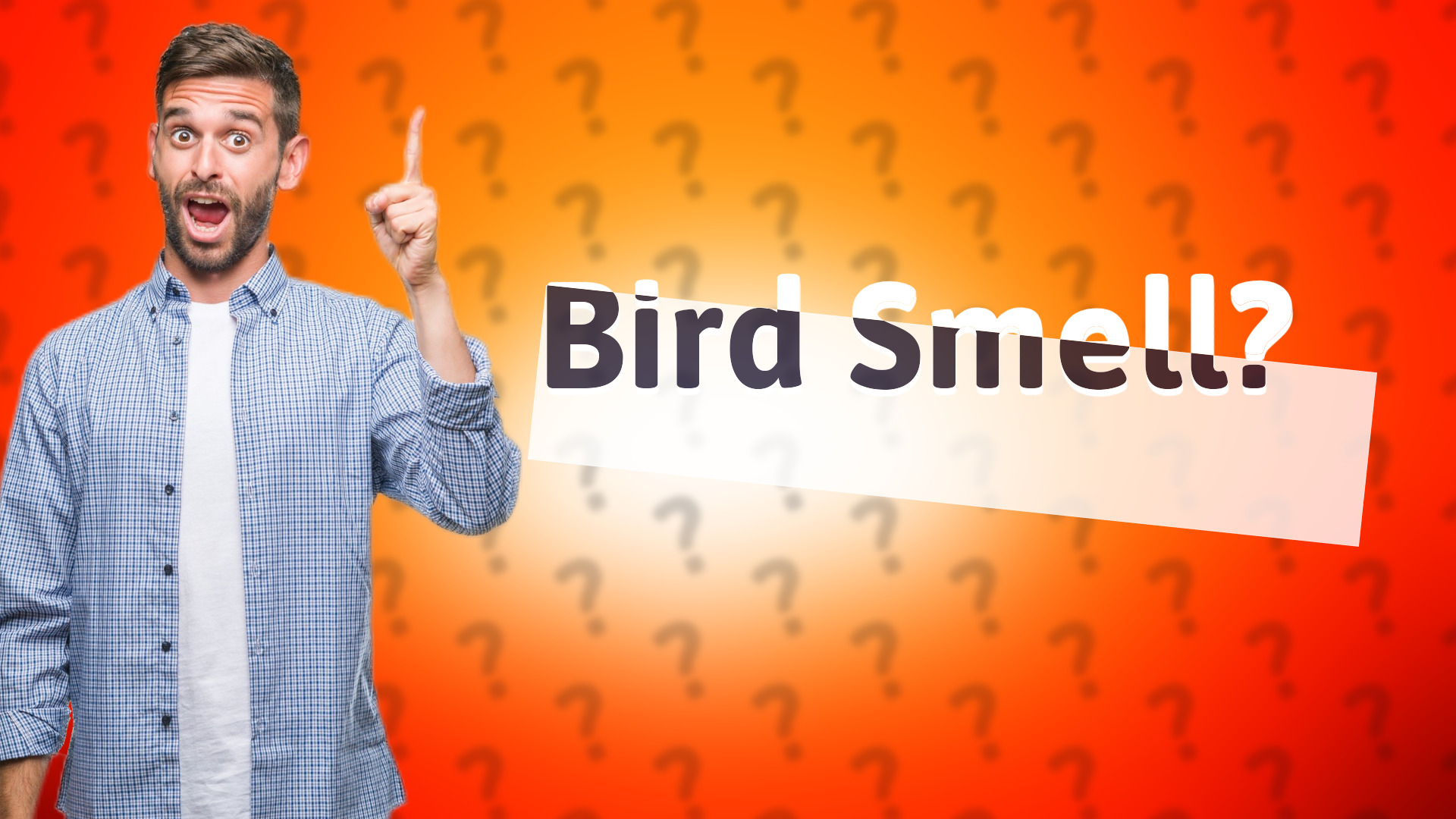 Bird Smell?