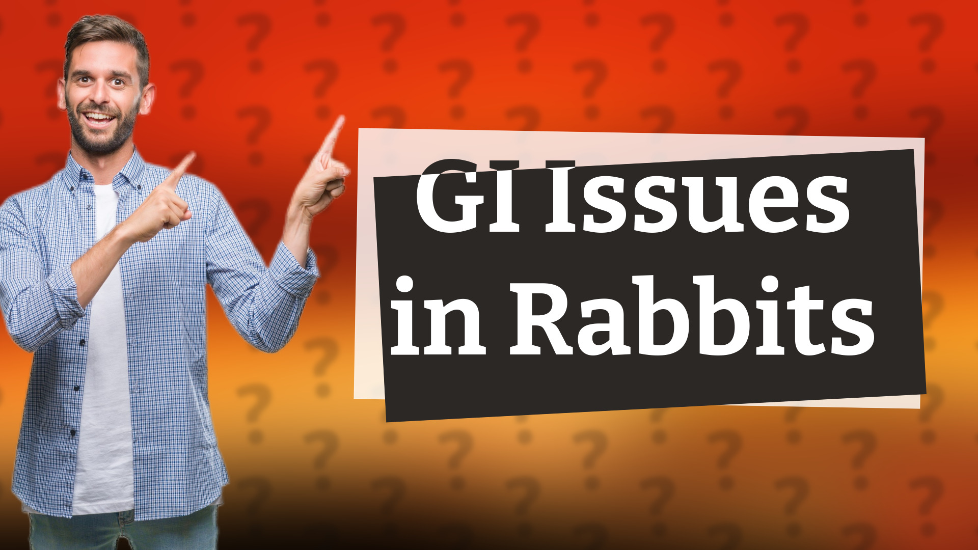 GI Issues in Rabbits